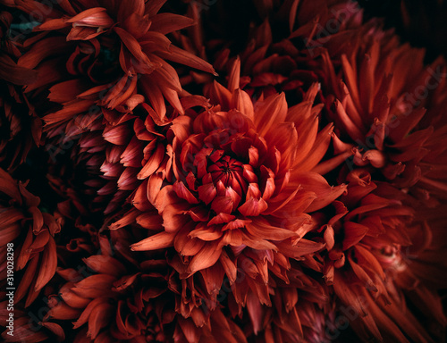 Fototapeta Naklejka Na Ścianę i Meble -  red flower on black background