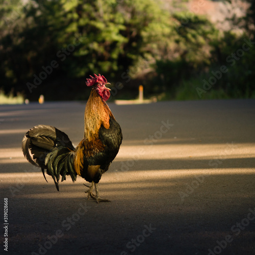 Rooster crowing at golden hour