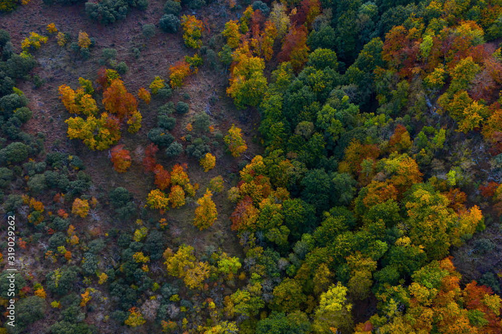 Forest in autumn, La Rioja, Spain, Europe