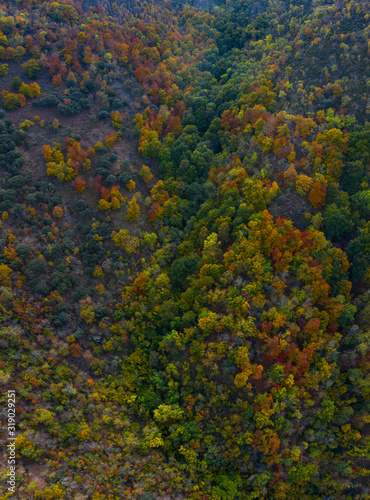 Forest in autumn, La Rioja, Spain, Europe