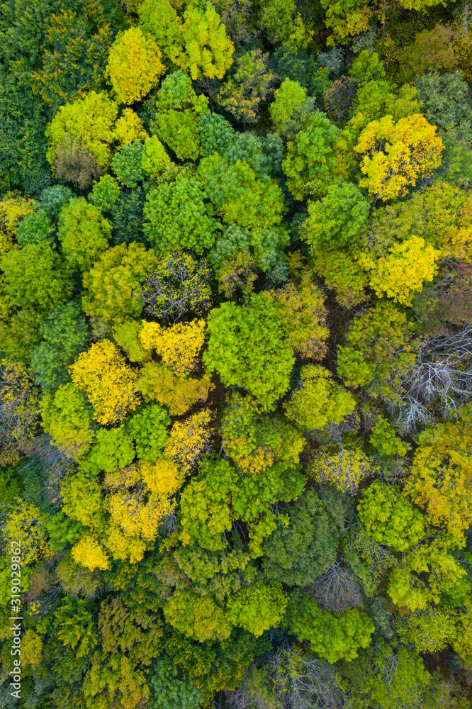 Ash trees in autumn, Forest in autumn in the Monastery of Valvanera, La Rioja, Spain, Europe Ash trees in autumn, Forest in autumn in the Monastery of Valvanera, La Rioja, Spain, Europe