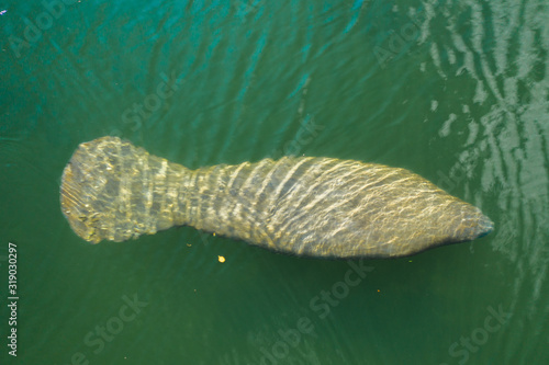 Florida Manatee in Coral Gables photo