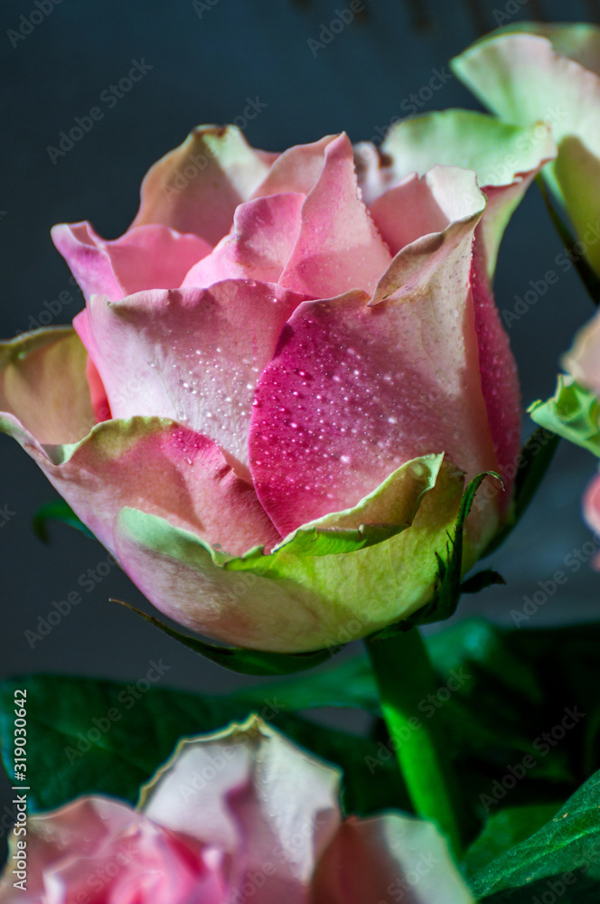 One beautiful rose in the morning dew on a gray and blue background
