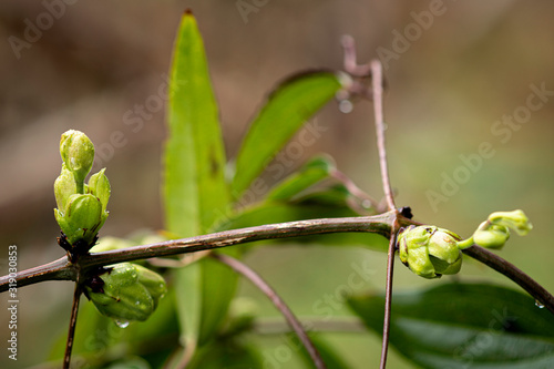 Clematis Buds