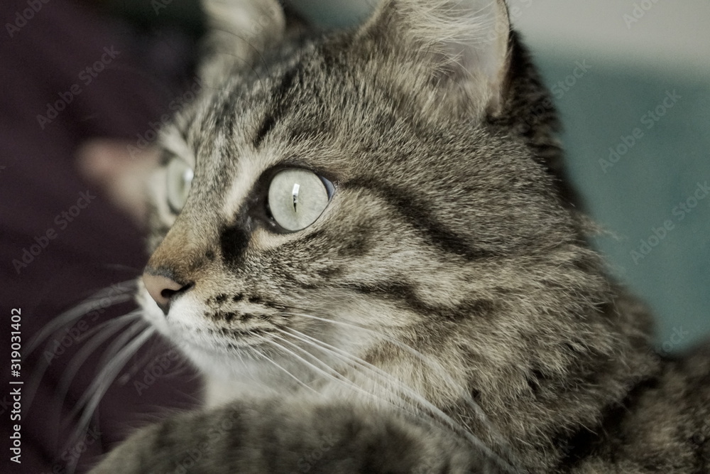 closeup portrait of a cat 2