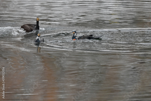 Kormoran photo