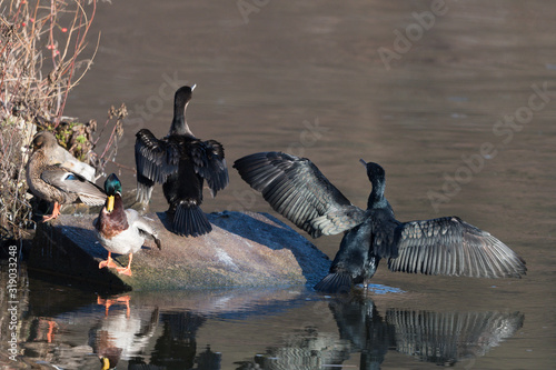 Kormoran photo