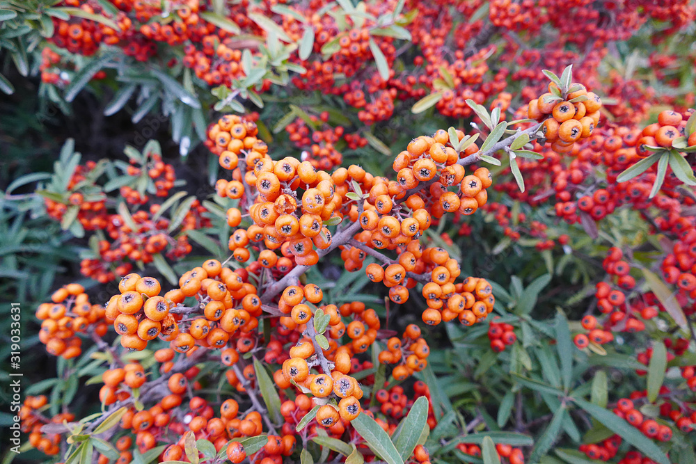 rowan fruit, medical rowan fruit, rowan fruit, which is one of the medicinal fruits,