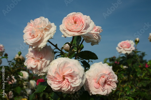 A branch covered with pale pink roses against a blue sky 