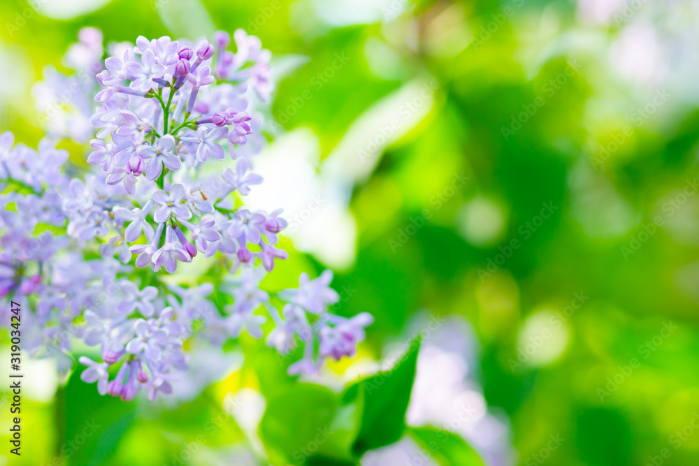 Spring branch of blossoming lilac. Lilac flowers bunch over blurred background. Purple lilac flower with blurred green leaves. Valentine's day. Copy space Spring branch of blossoming lilac. Lilac flowers bunch over blurred background. Purple lilac flower with blurred green leaves. Valentine's day. Copy space
