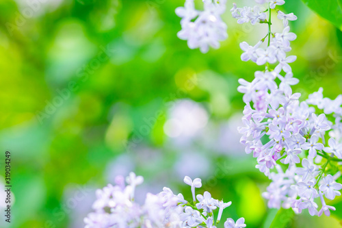 Spring branch of blossoming lilac. Lilac flowers bunch over blurred background. Purple lilac flower with blurred green leaves. Valentine's day. Copy space