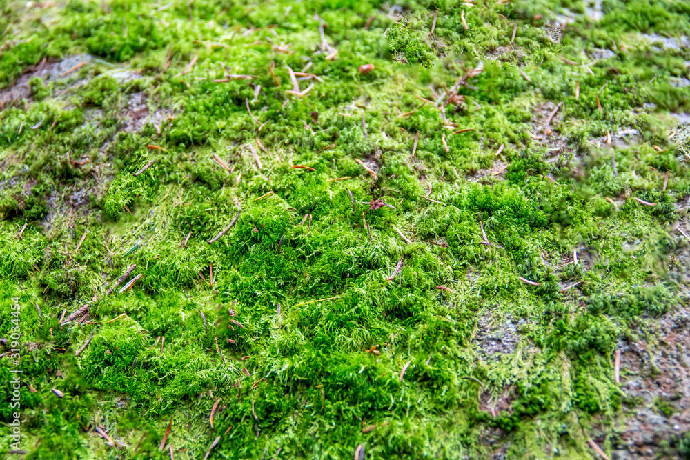 Green moss covering the top of a rock