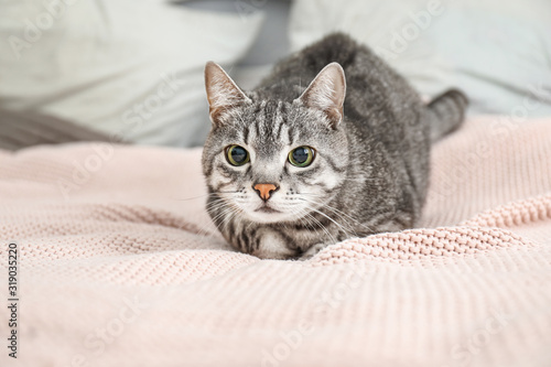 Cute cat on bed at home