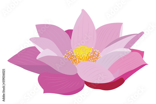 Flor de Loto