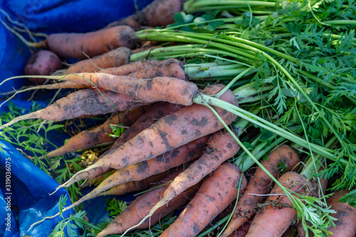 Organic carrots photo