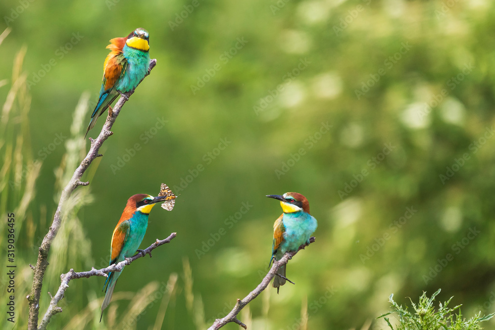 Fototapeta premium Merops apiaster colorful bird on nice green background with beautiful bokeh 