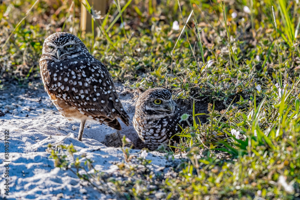 pair of burrowing owls emerging from their burrow pair of burrowing owls emerging from their burrow