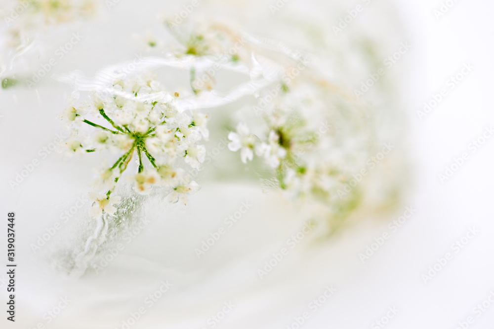 Fototapeta premium ice chamomile summer heat leaf green sprig frozen heat cold bloom frost