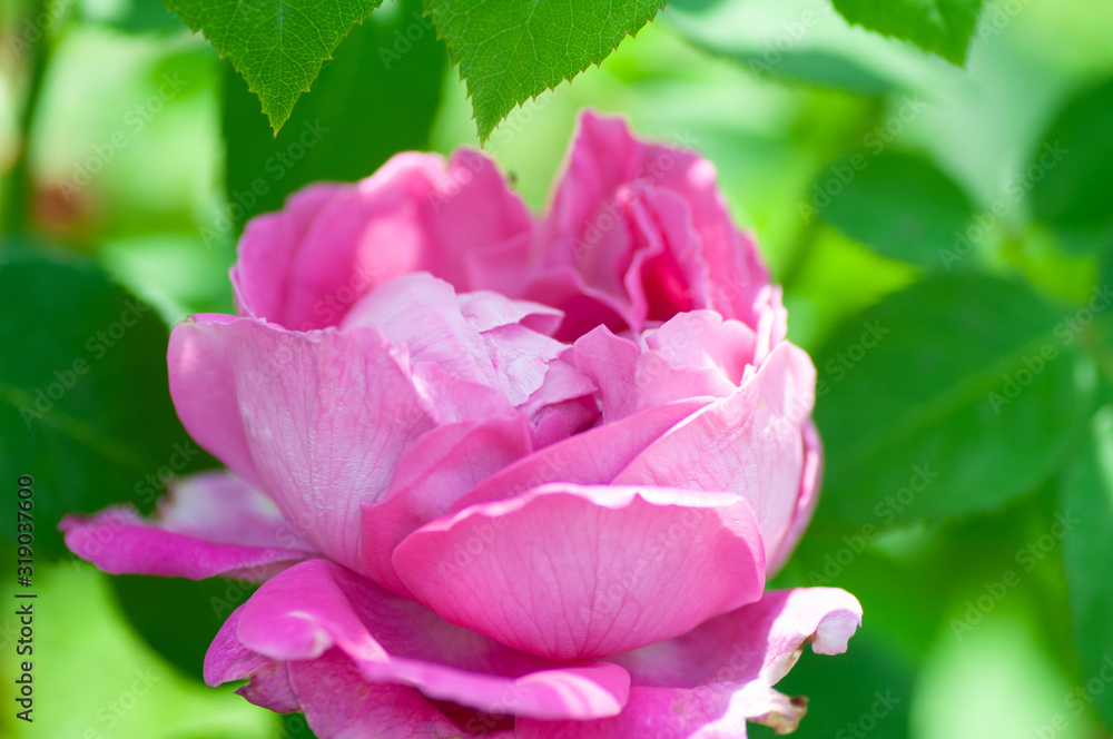 Pink Rose Flower isolated on green foliage background