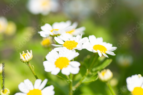 The white daisy flowers on green foliage background