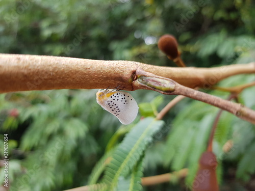 Flatid Planthopper, (Poekilloptera phalaenoides) river bank Rio Negro, Praia da Lua Manaus. Amazon - Brazil, January 28, 2020 photo