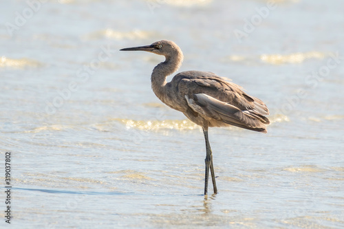Young reddish egret stands in the Gulf waters