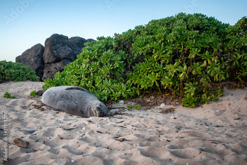 An endangered Hawaiian Monk seal sleeping along some brushes and rocks at a beach on Oahu, Hawaii photo