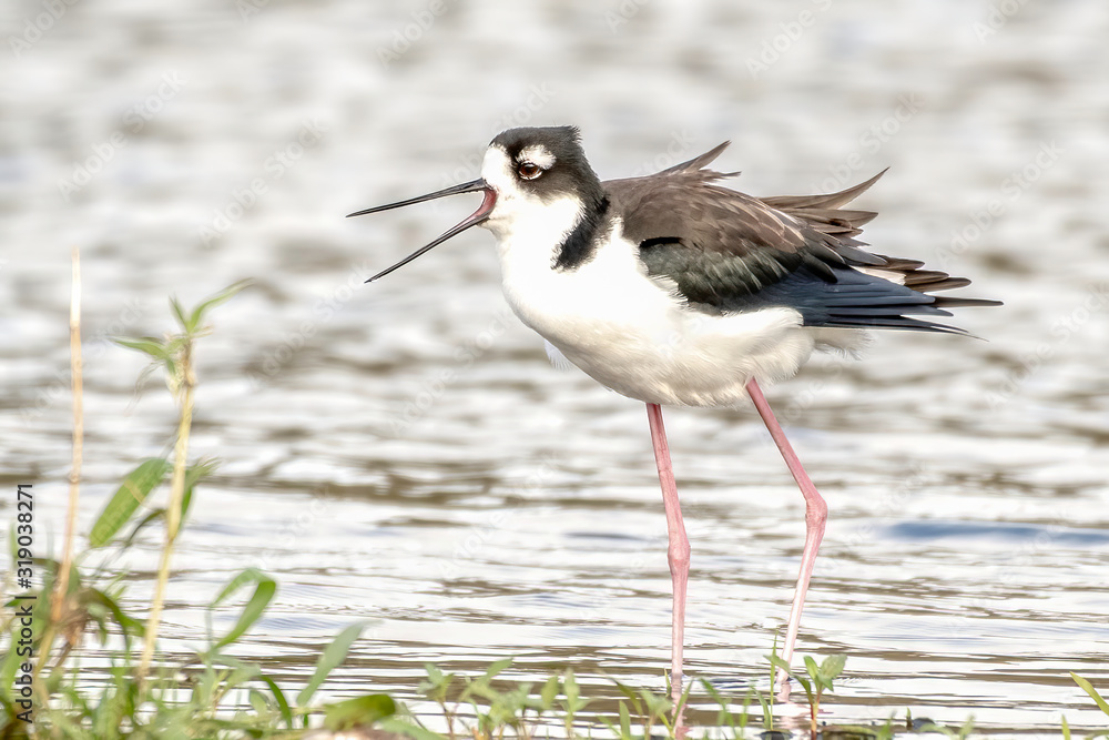 Black necked stilt calling a warning signal Black necked stilt calling a warning signal