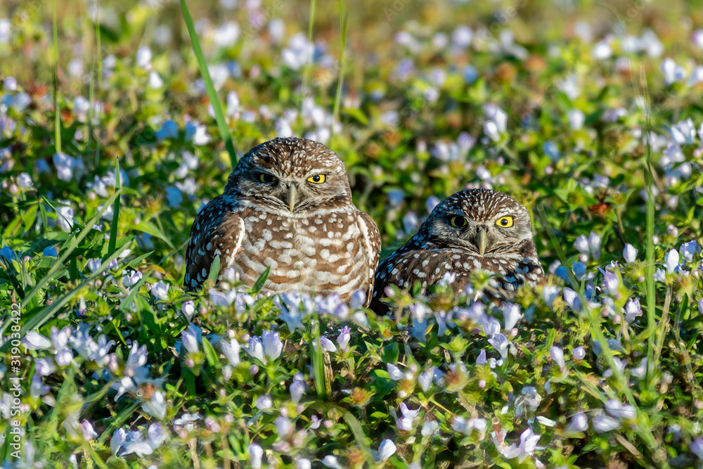 Fototapeta premium Pair of burrowing owls in a patch of flowers
