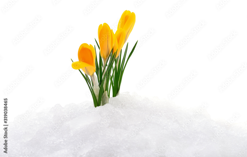 Naklejka premium Crocuses and snow.