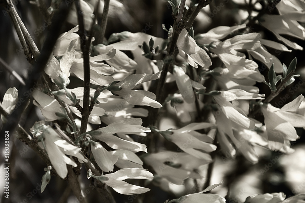 forsythia bush with yellow flowers creating a spring background in the rays of the warm sun forsythia bush with yellow flowers creating a spring background in the rays of the warm sun