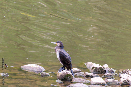 Kormoran photo