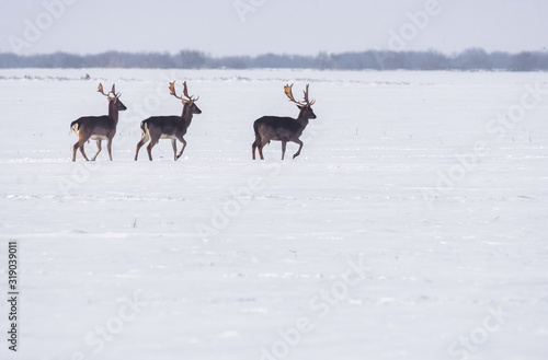 Group of wild deer in winter landscape, on the field outside the forest