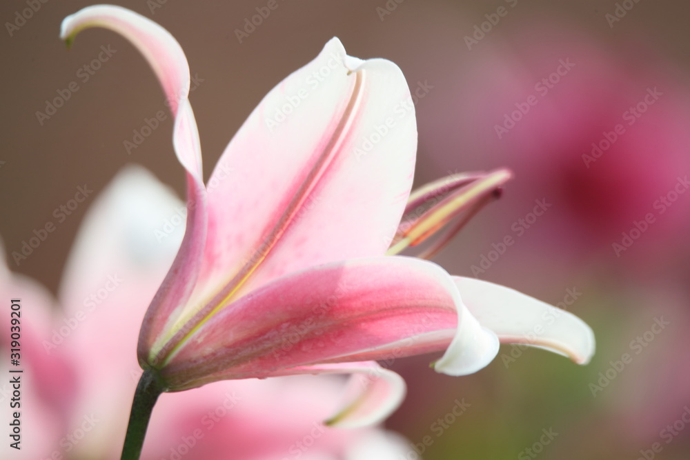 Pink day lily