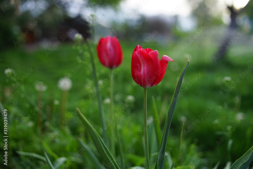 Two red tulips grow in the spring garden. Two red tulips grow in the spring garden.