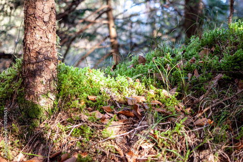 beautiful bright green moss on ground in forest