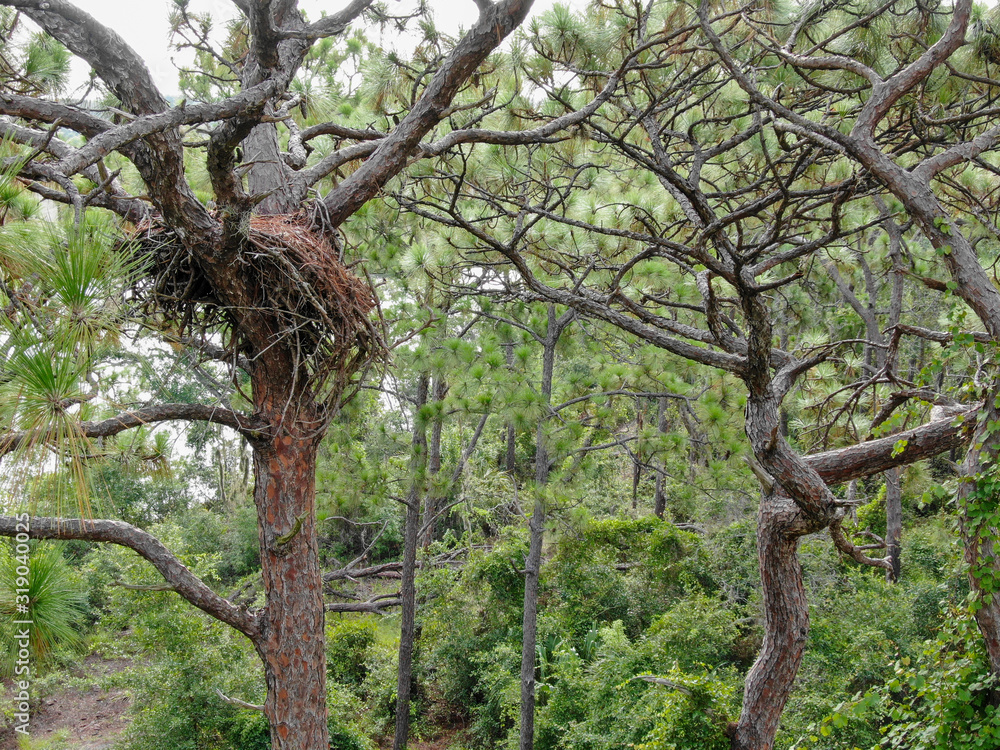 Fototapeta premium Old Eagle nest 2