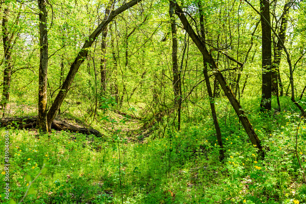 Obraz premium View on green forest at summer