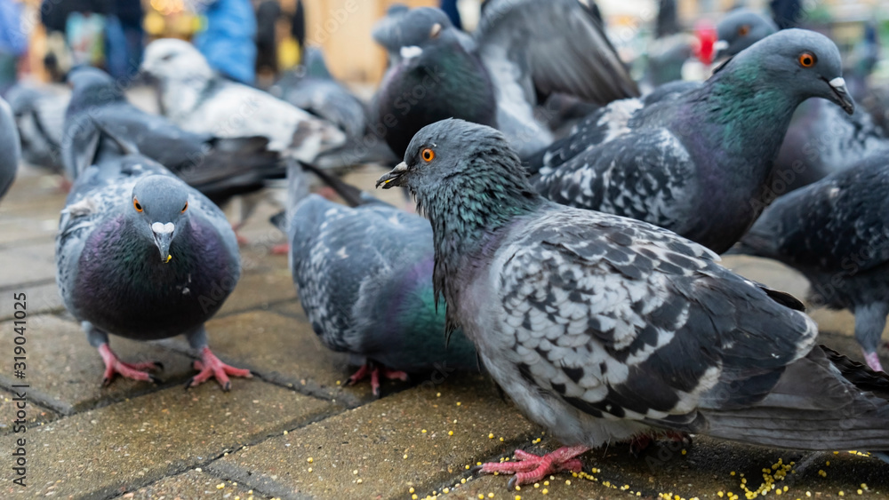 Fototapeta premium Many pigeons peck millet on sidewalk. Business and finance concept.