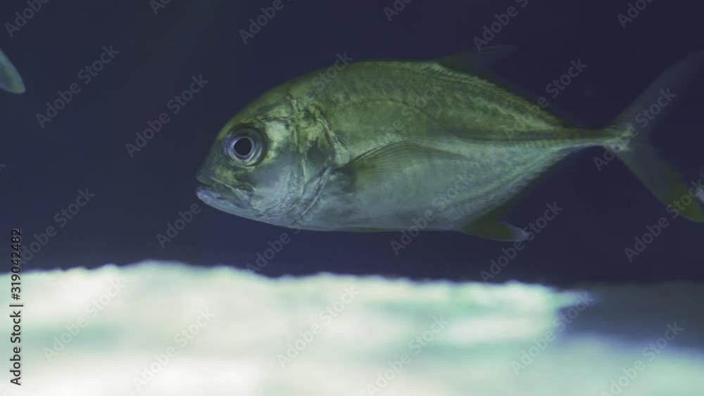 Vídeo do Stock School Of Snub Nosed Dart, Oyster Cracker, Snubnosed