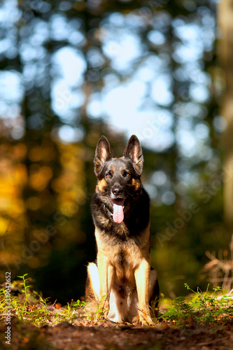 Deutscher Schäferhund im Herbst Wald. Hund in der Natur sitzt vor Bäumen
