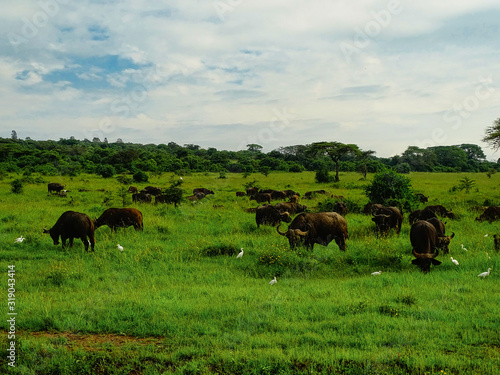 Syncerus caffer, Kaffernbüffel, auch Schwarzbüffel, Afrikanischer Büffel oder Steppenbüffel Herde auf einer Wiese im Nairobi Nationalpark Tanzania