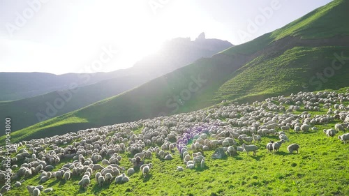 Flock of sheep in the mountains at sunset in the Alps