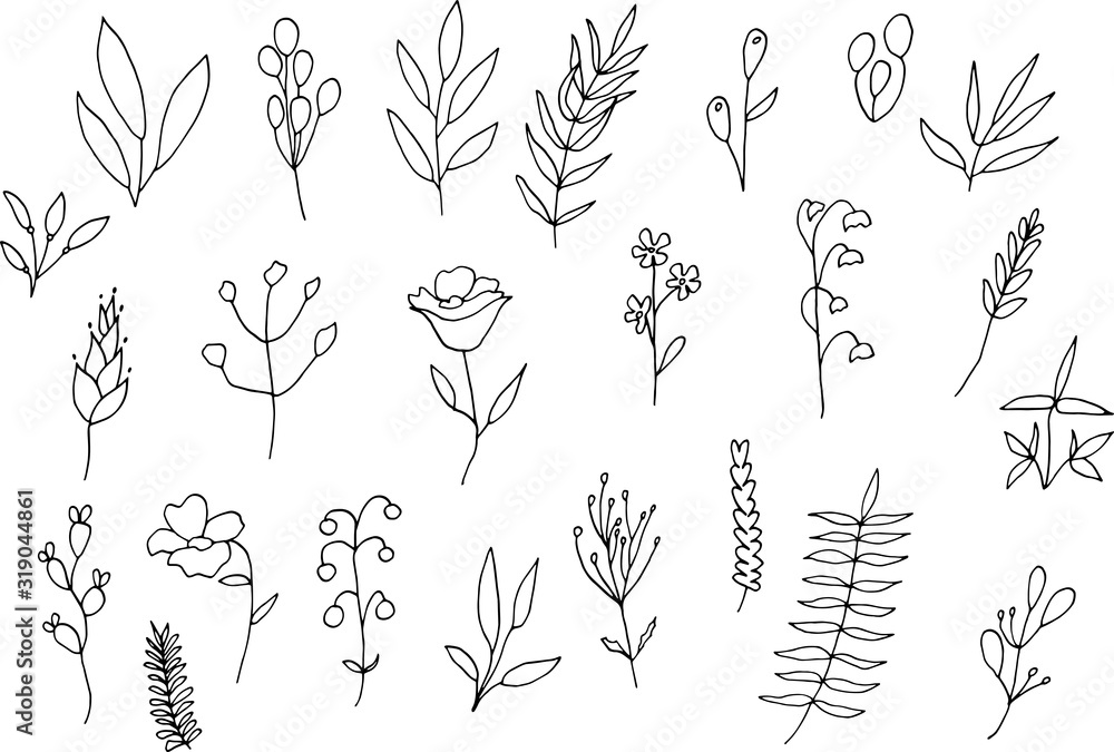 Fototapeta Floral and herbal set. Graphic collection with fantasy field herbs. Hand drawn elements. Botanical elements for design on a white background.