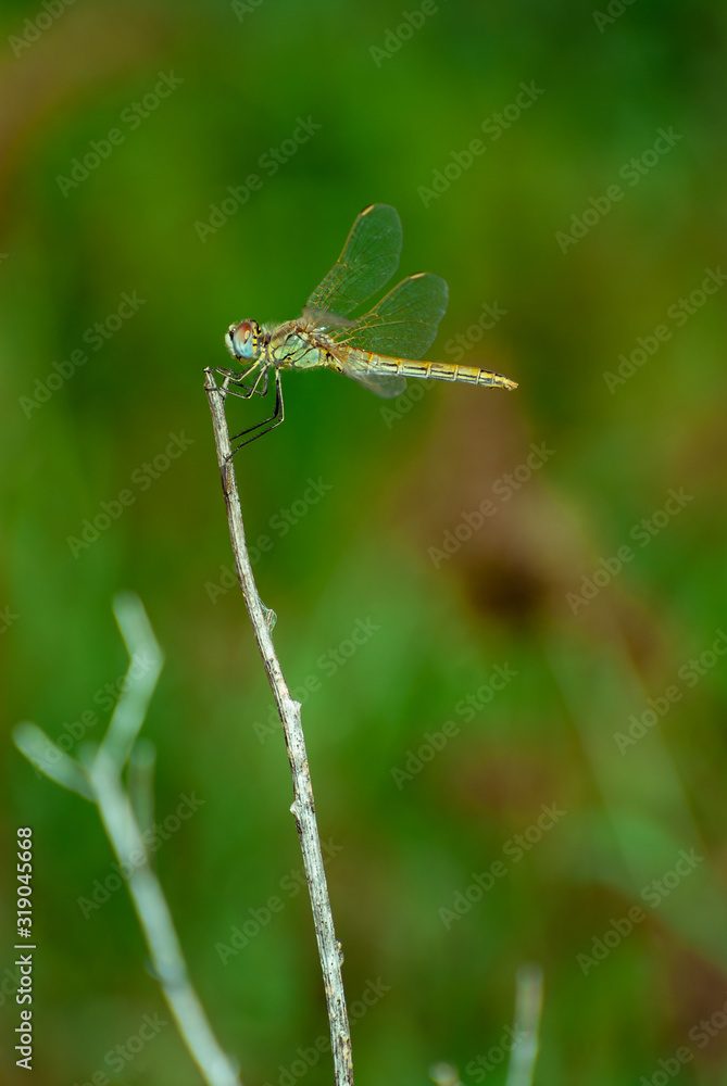 Dragonfly on a stick with blurred background Dragonfly on a stick with blurred background