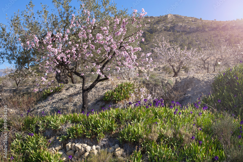 Blossoming almond trees in the mountains and wild lilac iris flowers at the foot of a sunny day in Spain. Blossoming almond trees in the mountains and wild lilac iris flowers at the foot of a sunny day in Spain.