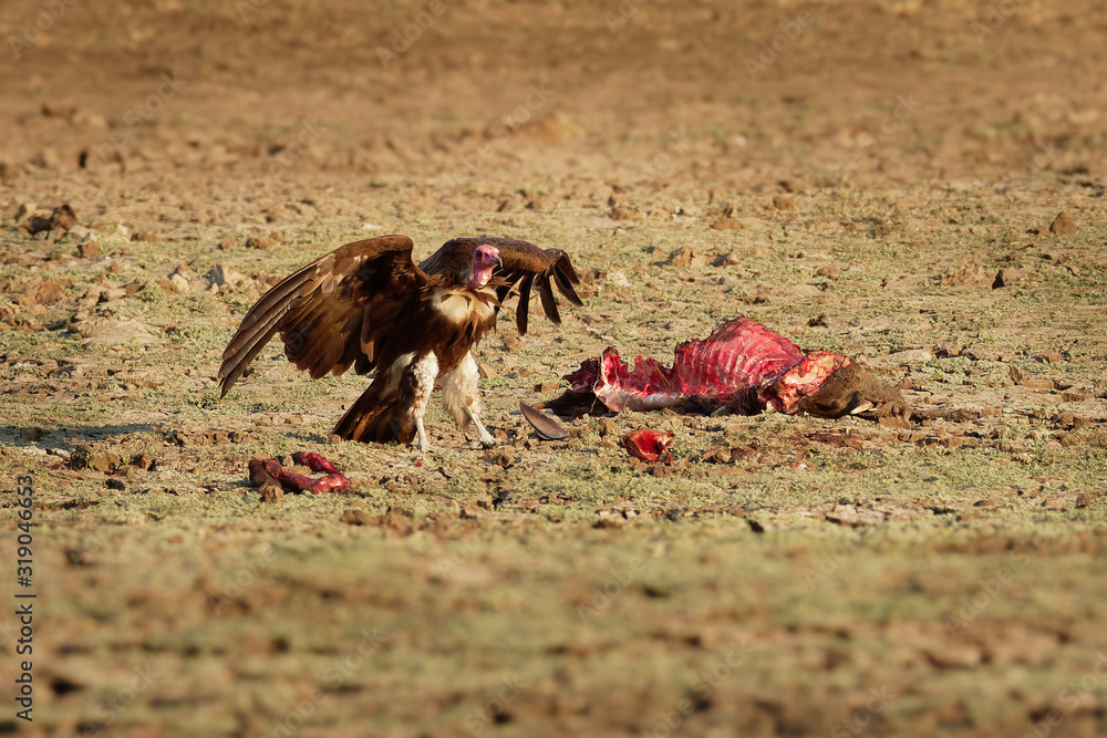 Fototapeta premium Hooded Vulture - Necrosyrtes monachus Old World vulture in the order Accipitriformes, brown birds with pink (red) head feeds on the carcass of the warthog. Action scene from Africa