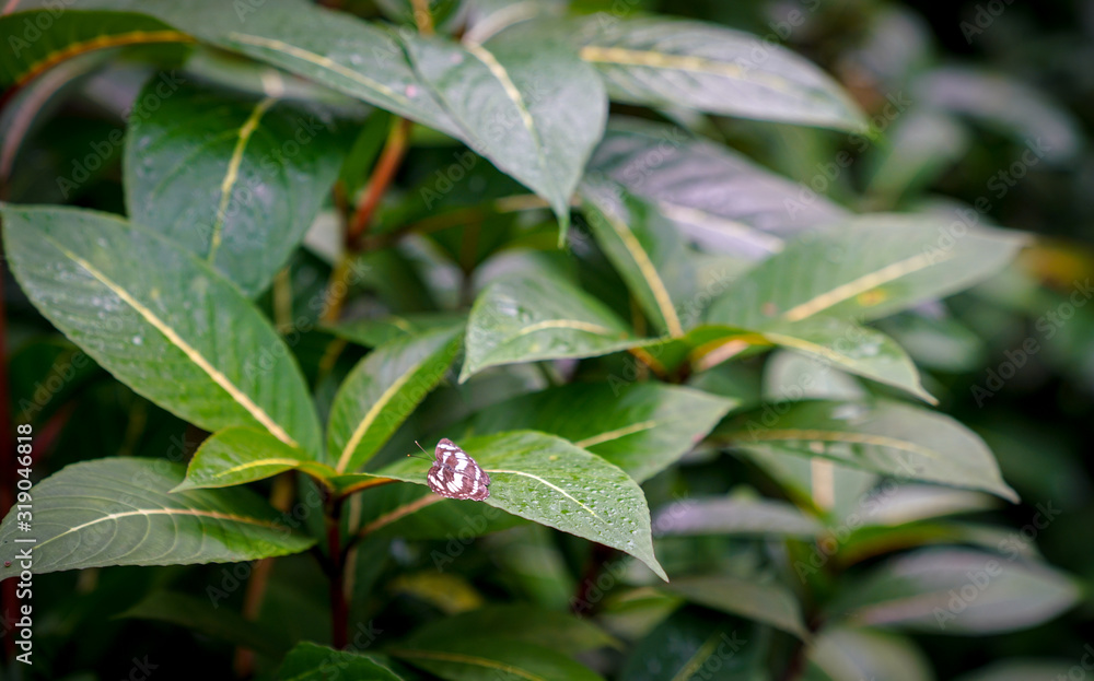 Tropical forest with a butterfly on a green leaf. Tropical forest with a butterfly on a green leaf.