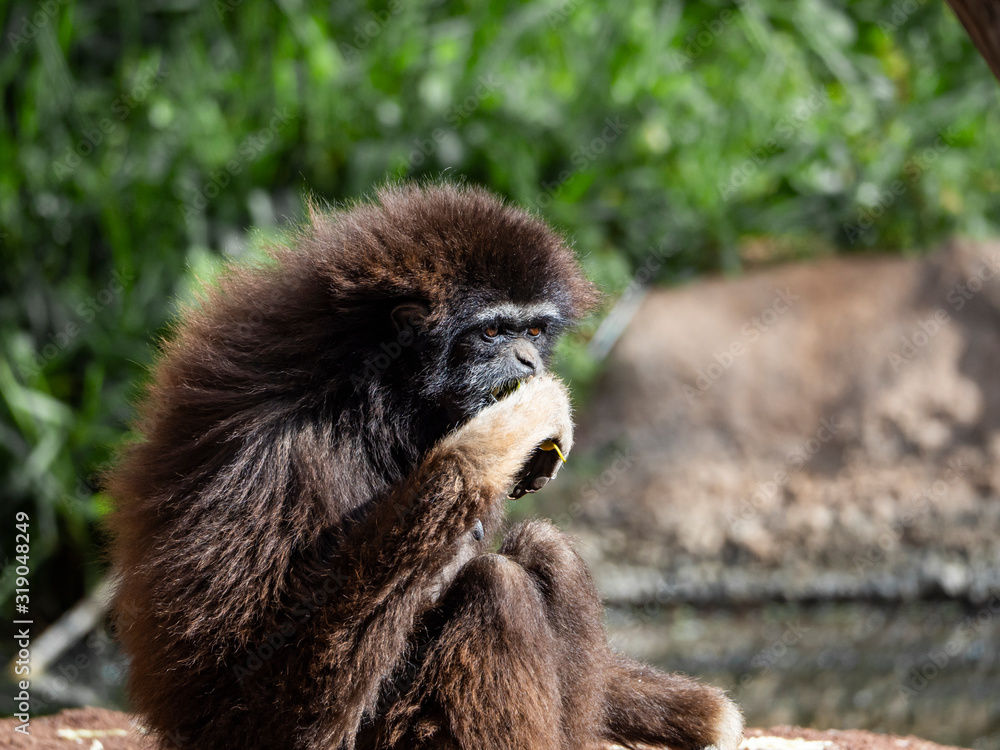 Obraz premium a Hylobates lar brown seated