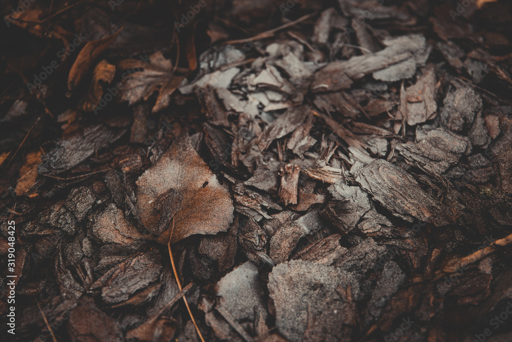 Brown frozen leaves and bark of tree on ground in winter mornings